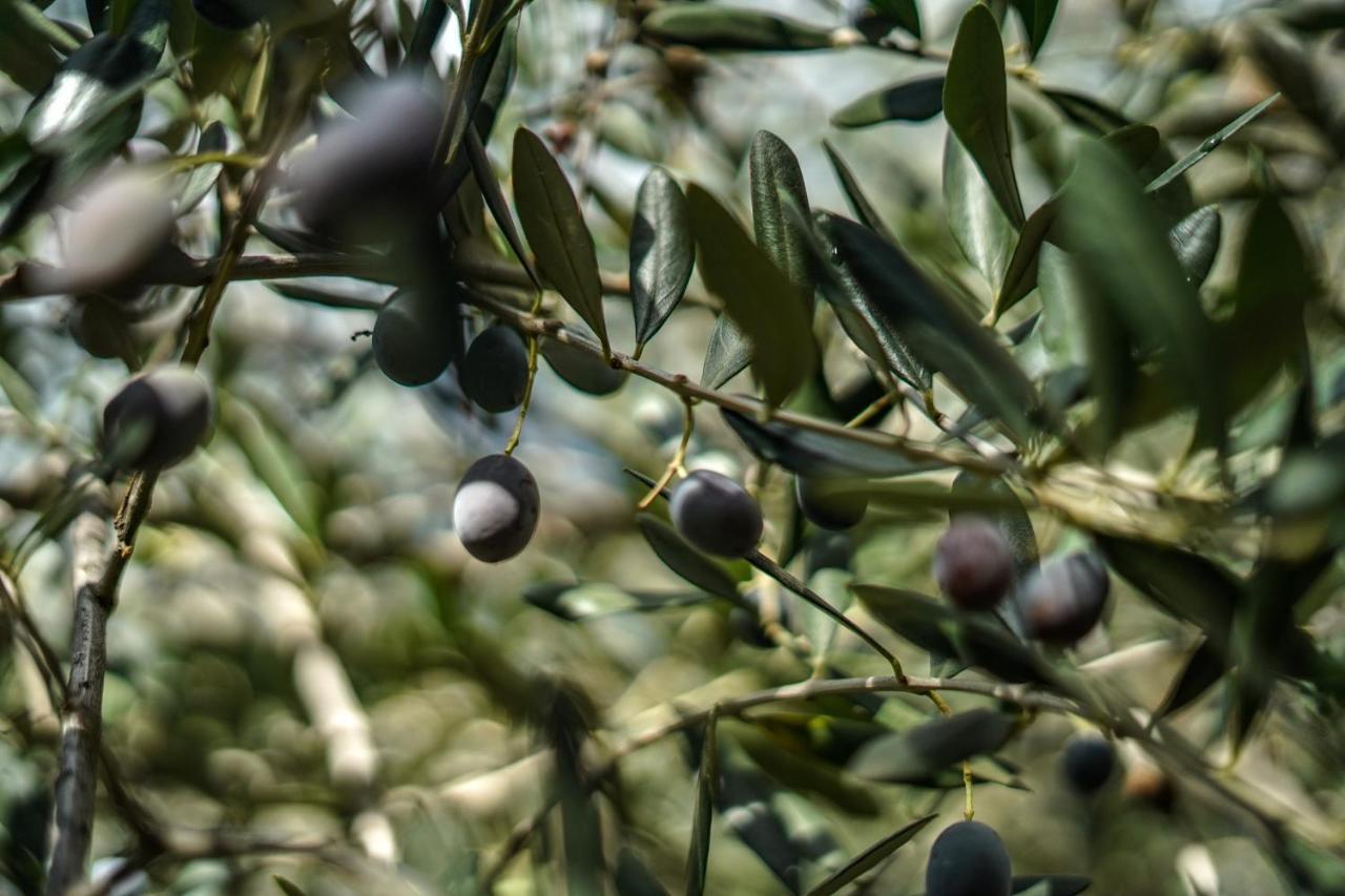 Agriturismo La Rocca San Bartolomeo Al Mare Zewnętrze zdjęcie