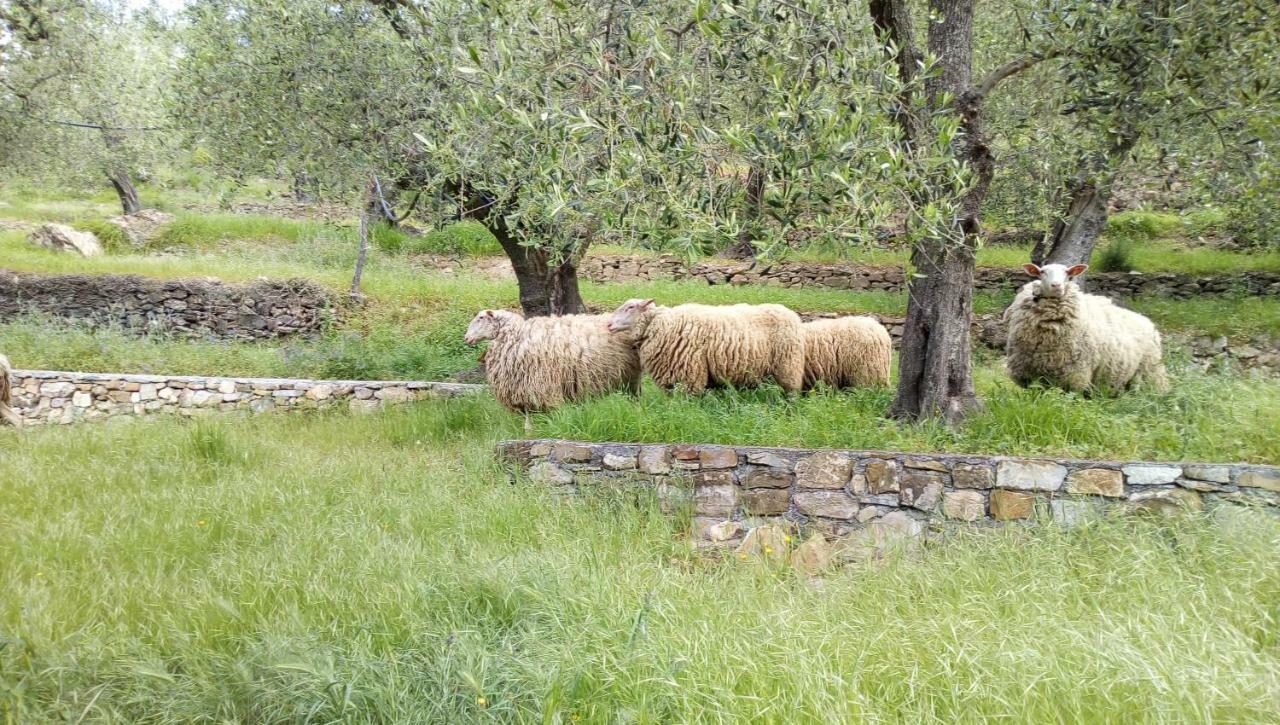 Agriturismo La Rocca San Bartolomeo Al Mare Zewnętrze zdjęcie